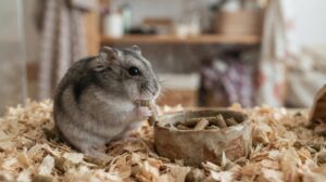 木のチップを敷いたケージの中で、灰色の毛に背中の黒い線があるジャンガリアンハムスターが、陶器のえさ皿のそばでペレットを前足で持って食べている様子