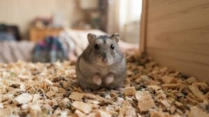 木のチップの上で、穏やかな表情でこちらを向いて座る灰色のジャンガリアンハムスター