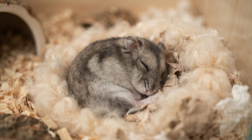 ふわふわの巣材の中で、丸くなって目を閉じて眠るジャンガリアンハムスター