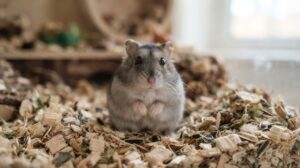 木のチップの上で、正面を向いて座る灰色のジャンガリアンハムスター